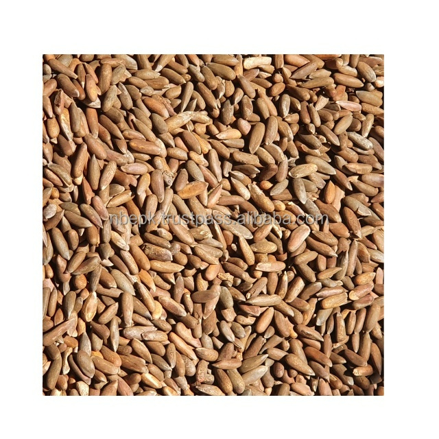 Factory direct sale Pakistan pine nuts OEM bulk Organic Healthy Snacks Pine seeds nuts for sale