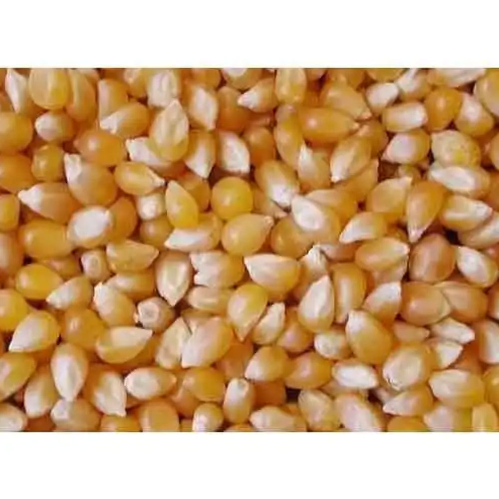 Premium Quality Yellow and White Corn (Maize): Nutrient-Rich and Versatile Canned sweet corn hot quality Chinese sweet corn