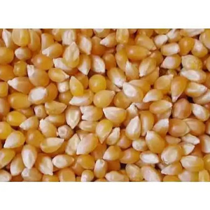 Premium Quality Yellow and White Corn (Maize): Nutrient-Rich and Versatile Canned sweet corn hot quality Chinese sweet corn