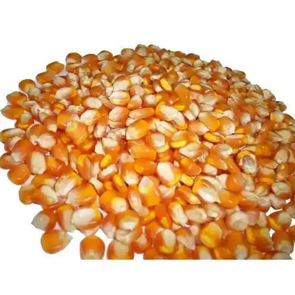 Premium Quality Yellow and White Corn (Maize): Nutrient-Rich and Versatile Canned sweet corn hot quality Chinese sweet corn