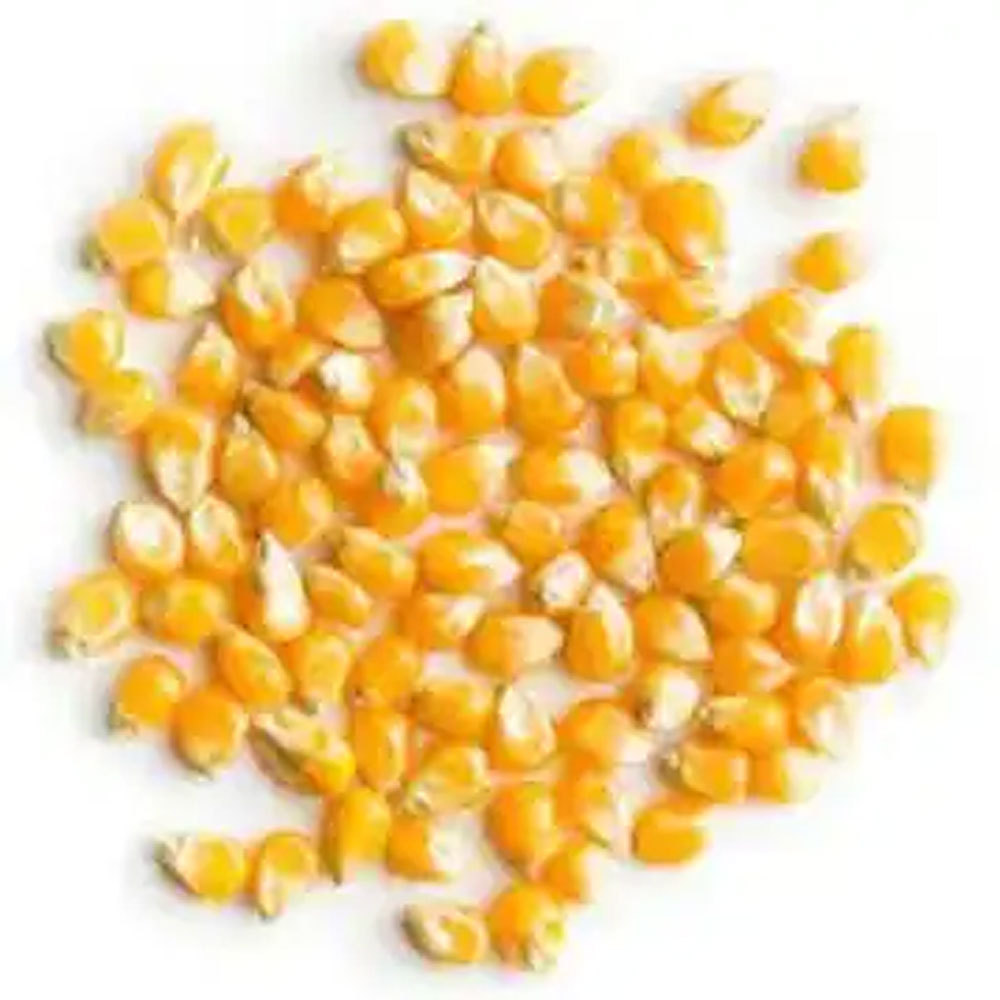 Premium Quality Yellow and White Corn (Maize): Nutrient-Rich and Versatile Canned sweet corn hot quality Chinese sweet corn