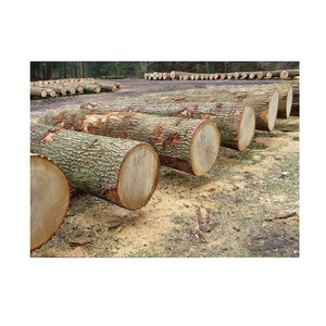 Bulk Price Pine Wood Logs For Sale At Low Price