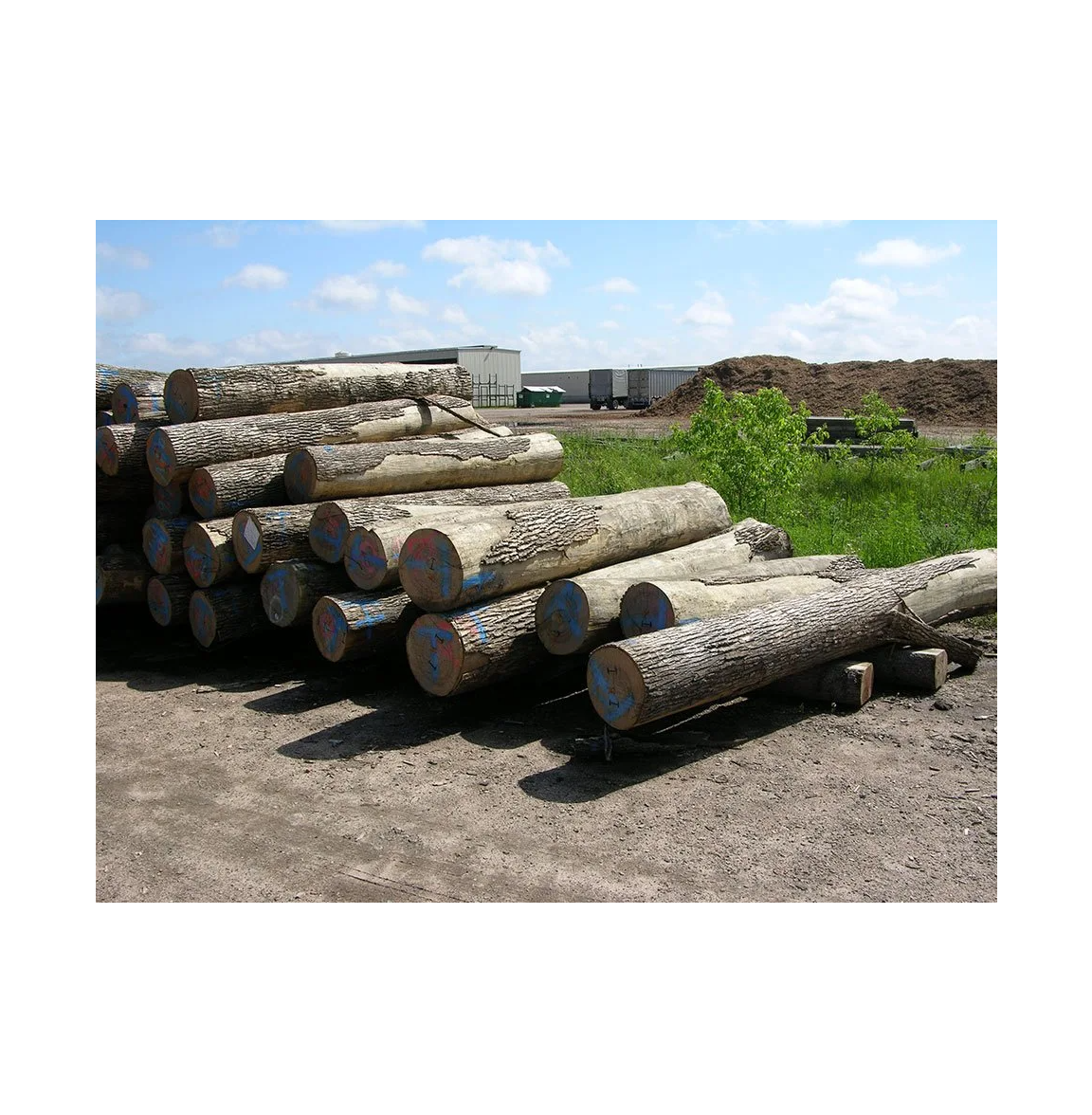 Bulk Price Pine Wood Logs For Sale At Low Price