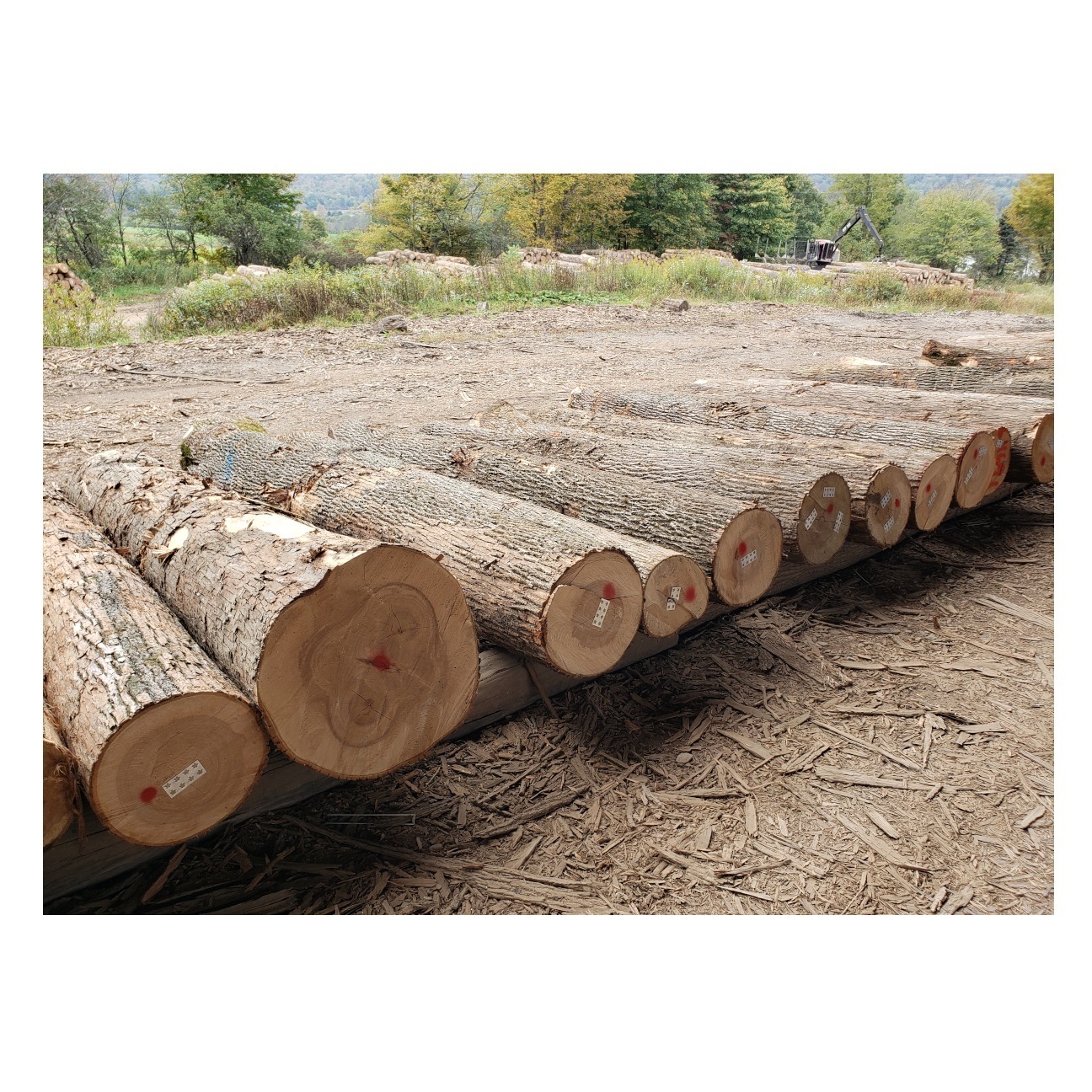 Bulk Price Pine Wood Logs For Sale At Low Price