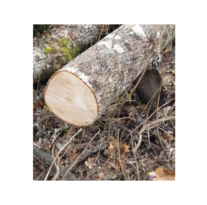 Bulk Price Pine Wood Logs For Sale At Low Price