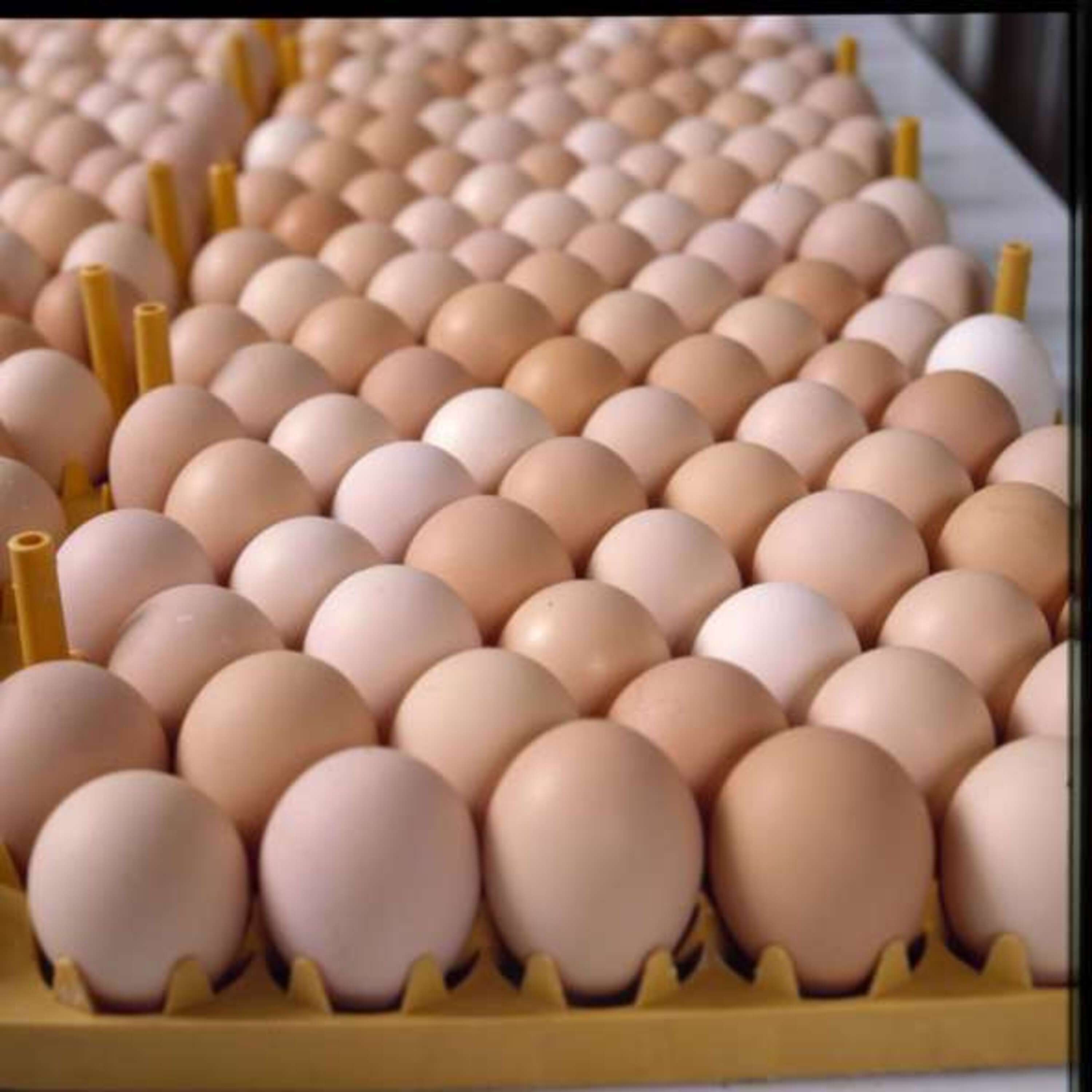 Fresh White And Brown Table Eggs/ Fresh Chicken Table Eggs & Fertilized Hatch For Sale