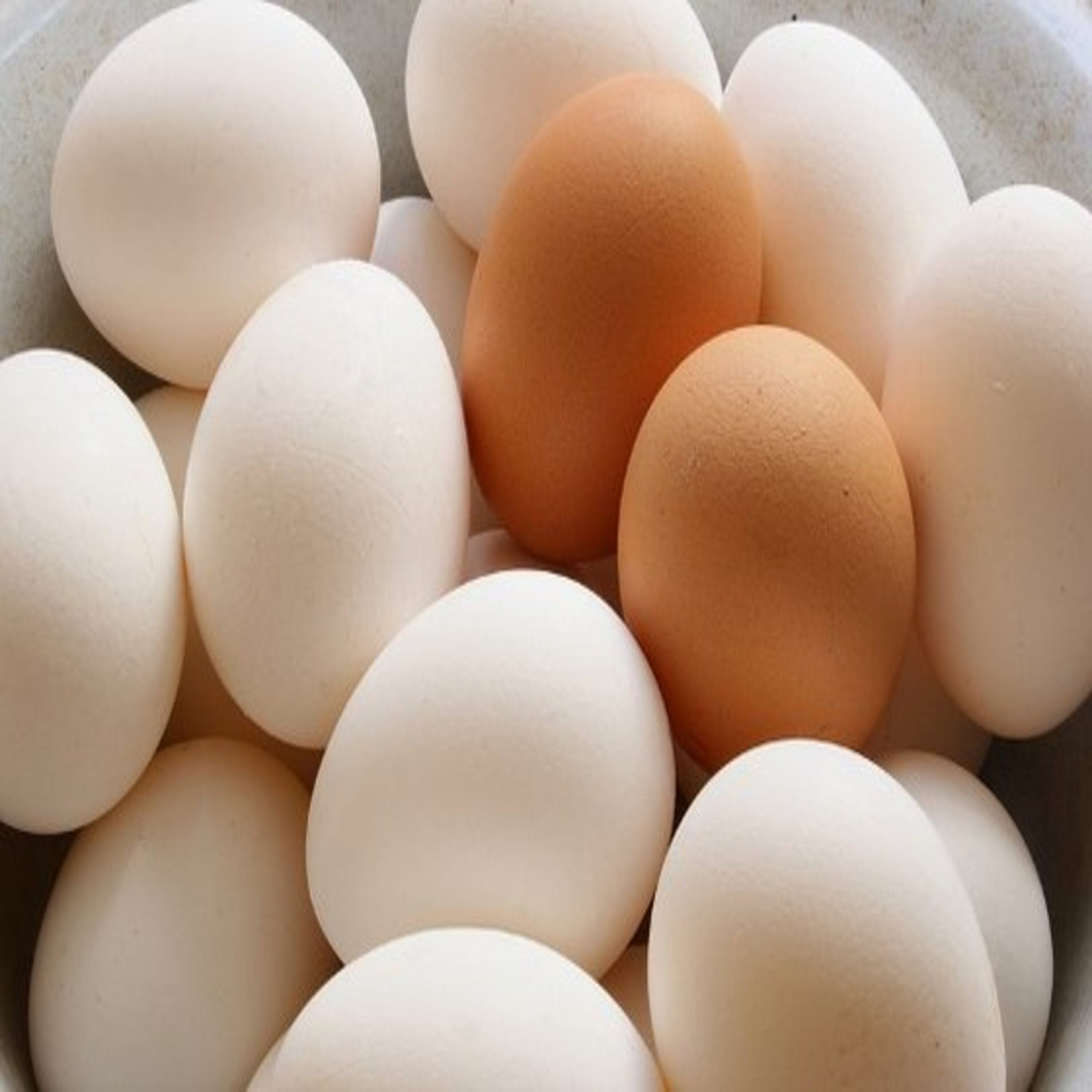 Fresh White And Brown Table Eggs/ Fresh Chicken Table Eggs & Fertilized Hatch For Sale