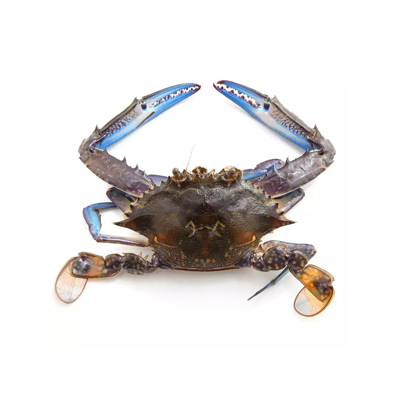 Fresh Red King Crab Fresh/Live Red King Crabs/Soft Shell Crabs Blue Swimming Crabs export price