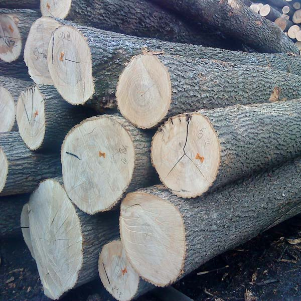 PINE Wood logs Birch Wood Logs Spruce Wood Logs