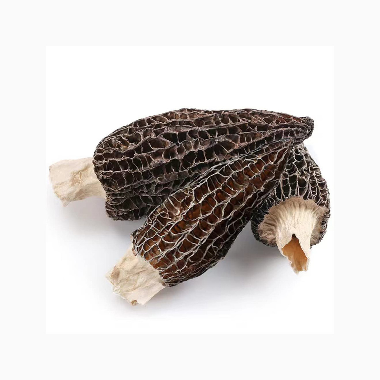 Factory Direct Sale Healthy Fresh Dried Oyster Mushroom Native Product Nutrition Oyster Mushroom