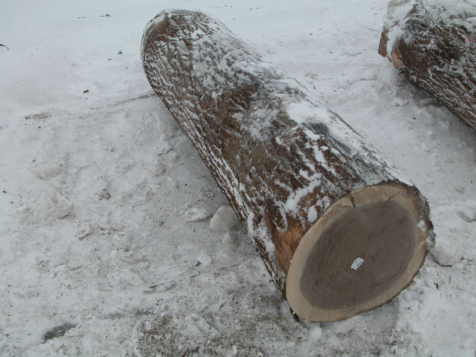 Canadian Hard Maple/ Black Walnut/ Ash Veneer Logs, 12-30 inches