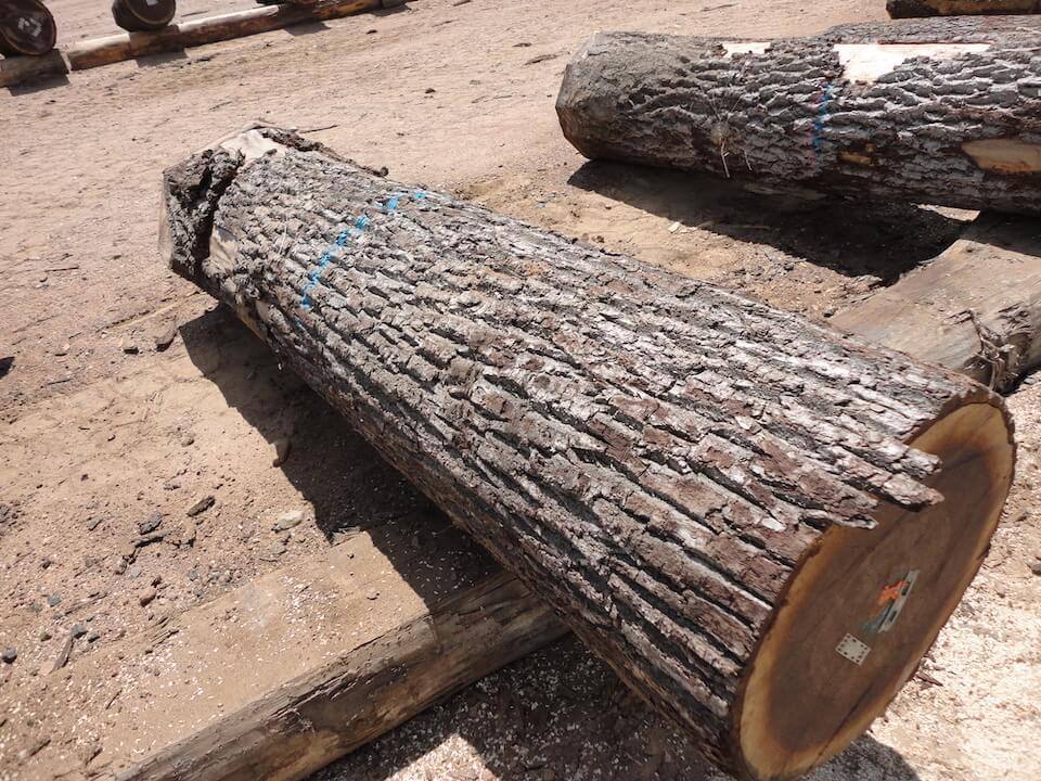 Walnut/ Cherry/ Ash Saw Logs, 30+ cm