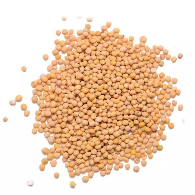 100% Natural Grain South Indian Food Made Mustard Seeds Quality Assured Mustard Seeds Supplier  from Asia and Europe