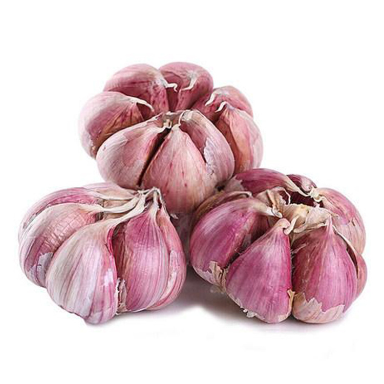 Fresh Red Garlic in Carton or Net Bag size 5-6 cm for sale