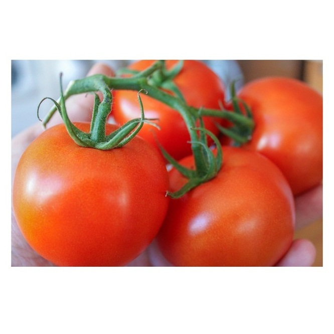 Lowest Price Fresh Tomatoes Frozen Fresh Cherry Tomatoes Premium Quality Bulk Quantity For Exports From Europe