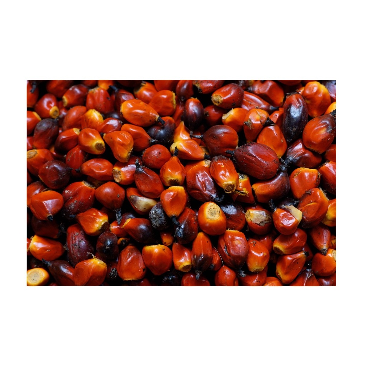 Hot Selling Price Of Dried / Fresh Palm kernels / nuts In Bulk Quantity