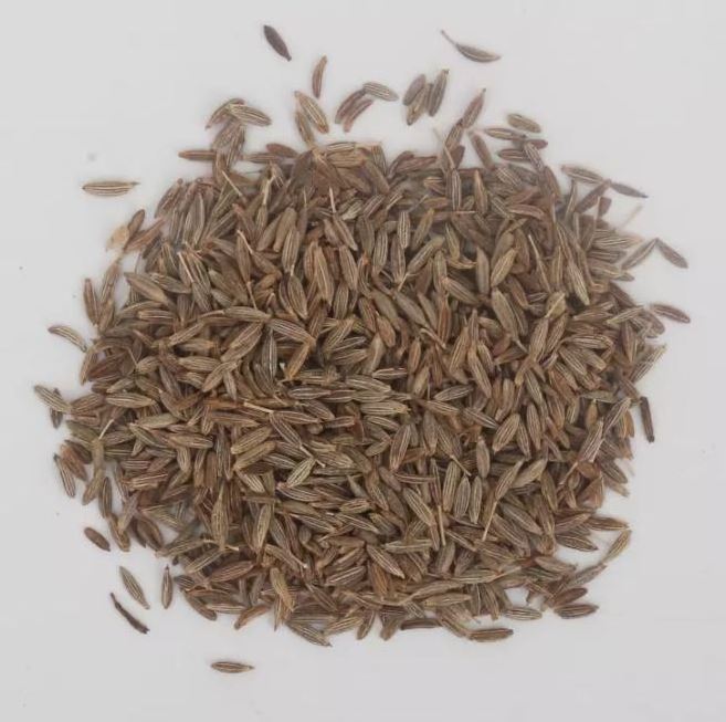 Premium Fennel Seeds/single spice premium quality fennel seed from India for sell