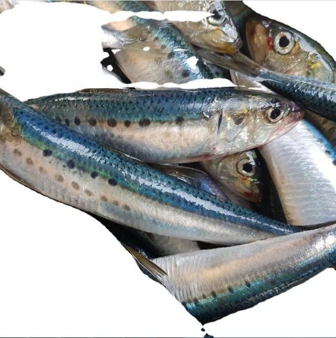 Whole round import export frozen fresh sardine fish/Fresh Frozen Red Tilapia Fish/FROZEN ROHU FISH AND SEA BASS FOR SELL