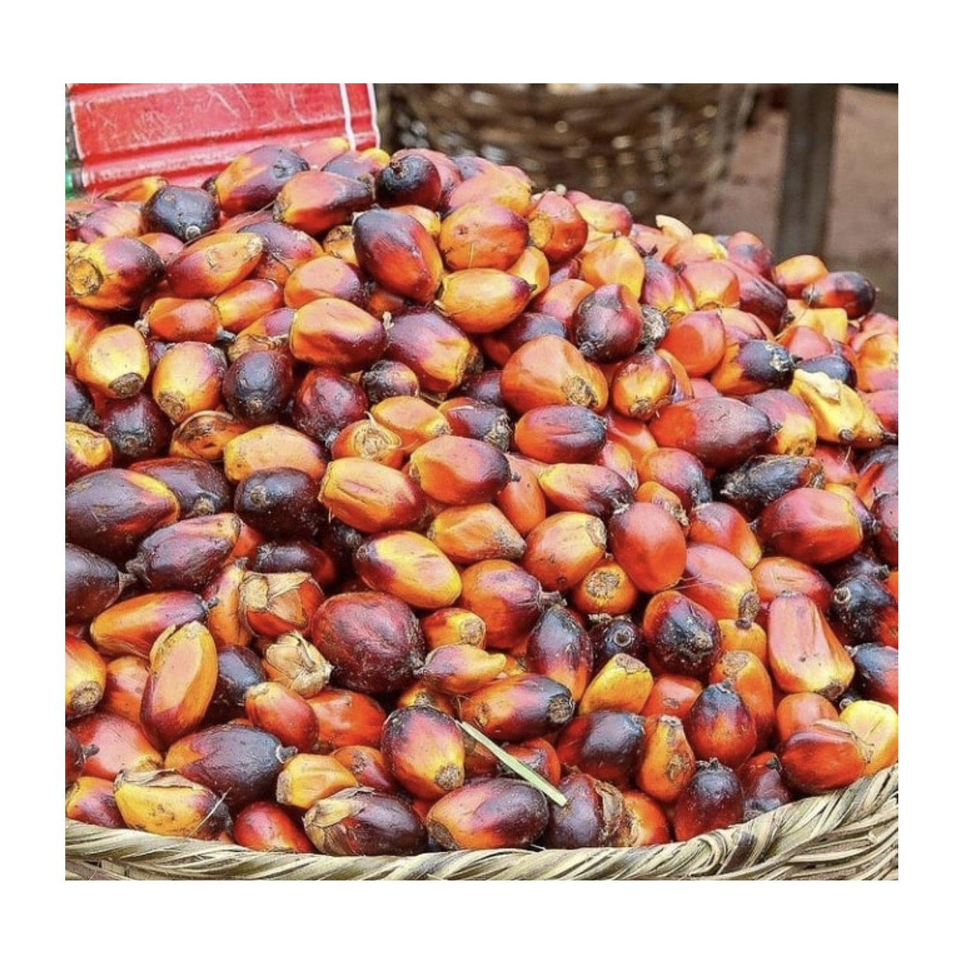 Best Factory Price Dry Fruit Nuts Palm Kernels Nuts At Cheap Price