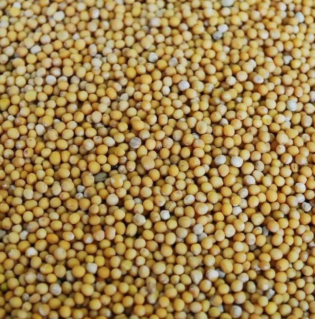 AFNA NATURE WELL YELLOW MUSTARD SEED WHOLE 100G | YELLOW MUSTARD FOR COOKING 50KG BAGS READY FOR SHIPMENT