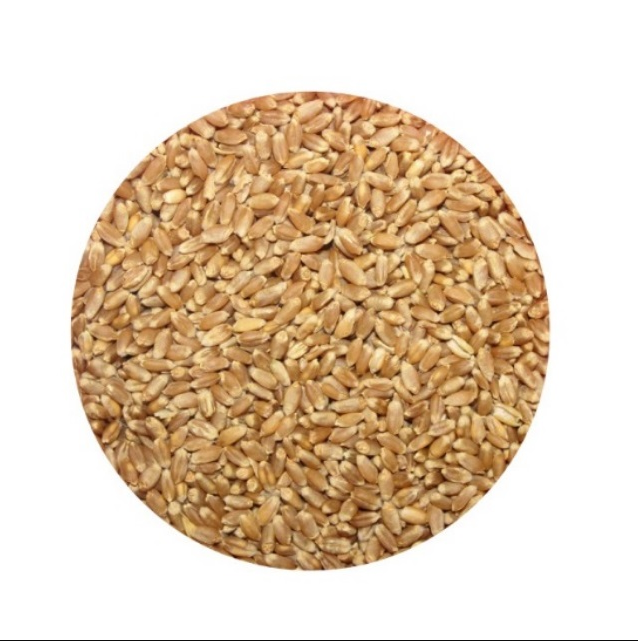 Germany High quality Wheat pollard available at wholesale price ready for export packaging in bags