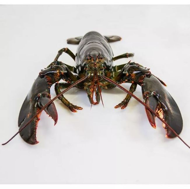 THE BEST PRICE FOR FROZEN BLACK TIGER SHRIMP/ WHITE SHRIMP WITH HIGH QUALITY & THE BEST PRICE - WHOLESALE GERMANY  SEAFOOD