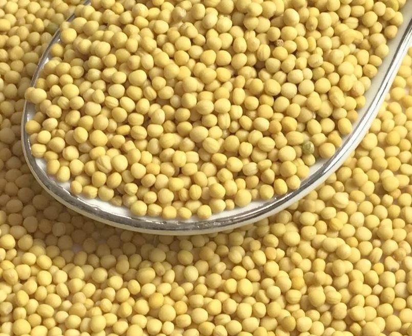 AFNA yell black yellow white mustard seeds packing in bags for sale mustard seed oil indian mustard seeds yellow