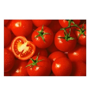 Highest Quality Best Price Direct Supply Fresh Tomatoes All Type Fresh Tomatoes Bulk Fresh Stock Available For Exports