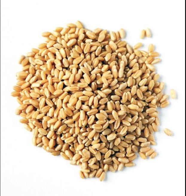 Germany High quality Wheat pollard available at wholesale price ready for export packaging in bags