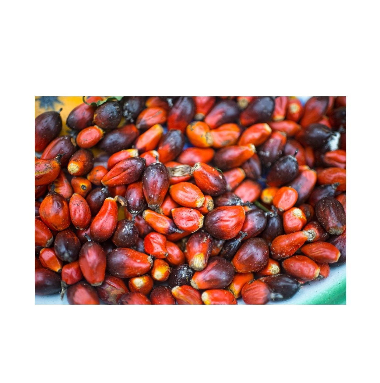 Best Factory Price Dry Fruit Nuts Palm Kernels Nuts At Cheap Price