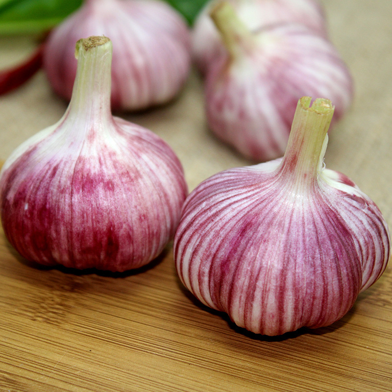 Fresh Red Garlic in Carton or Net Bag size 5-6 cm for sale