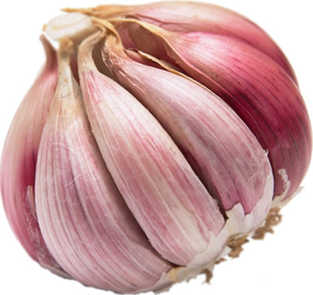 Fresh Red Garlic in Carton or Net Bag size 5-6 cm for sale