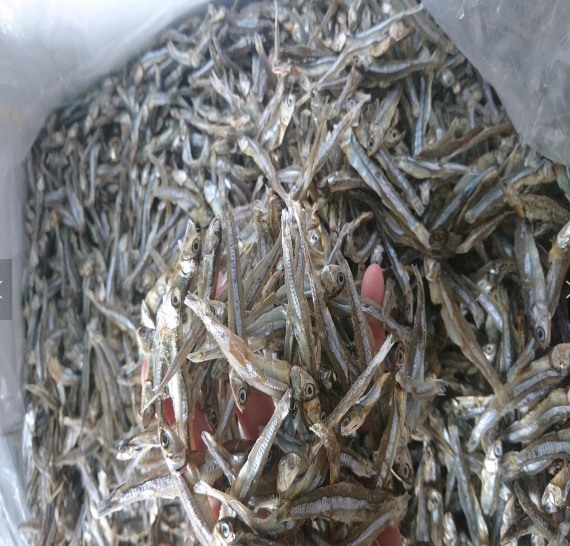 DRIED ANCHOVY FISH FROM GERMANY/ HIGH QUALITY SPRATS/ BEST PRICE ANCHOVY READY FOR EXPORT