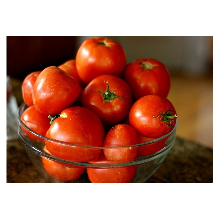 Lowest Price Fresh Tomatoes Frozen Fresh Cherry Tomatoes Premium Quality Bulk Quantity For Exports From Europe