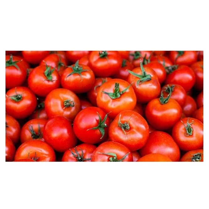 Highest Quality Best Price Direct Supply Fresh Tomatoes All Type Fresh Tomatoes Bulk Fresh Stock Available For Exports