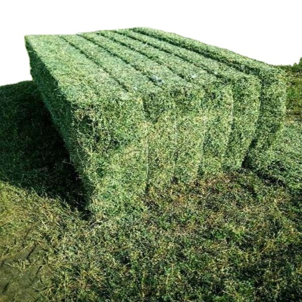 Lucerne Alfalfa Hay Alfalfa and Grass Hay Bulk Cattle Feed Sweet Feed Wholesale At Cheap Prices