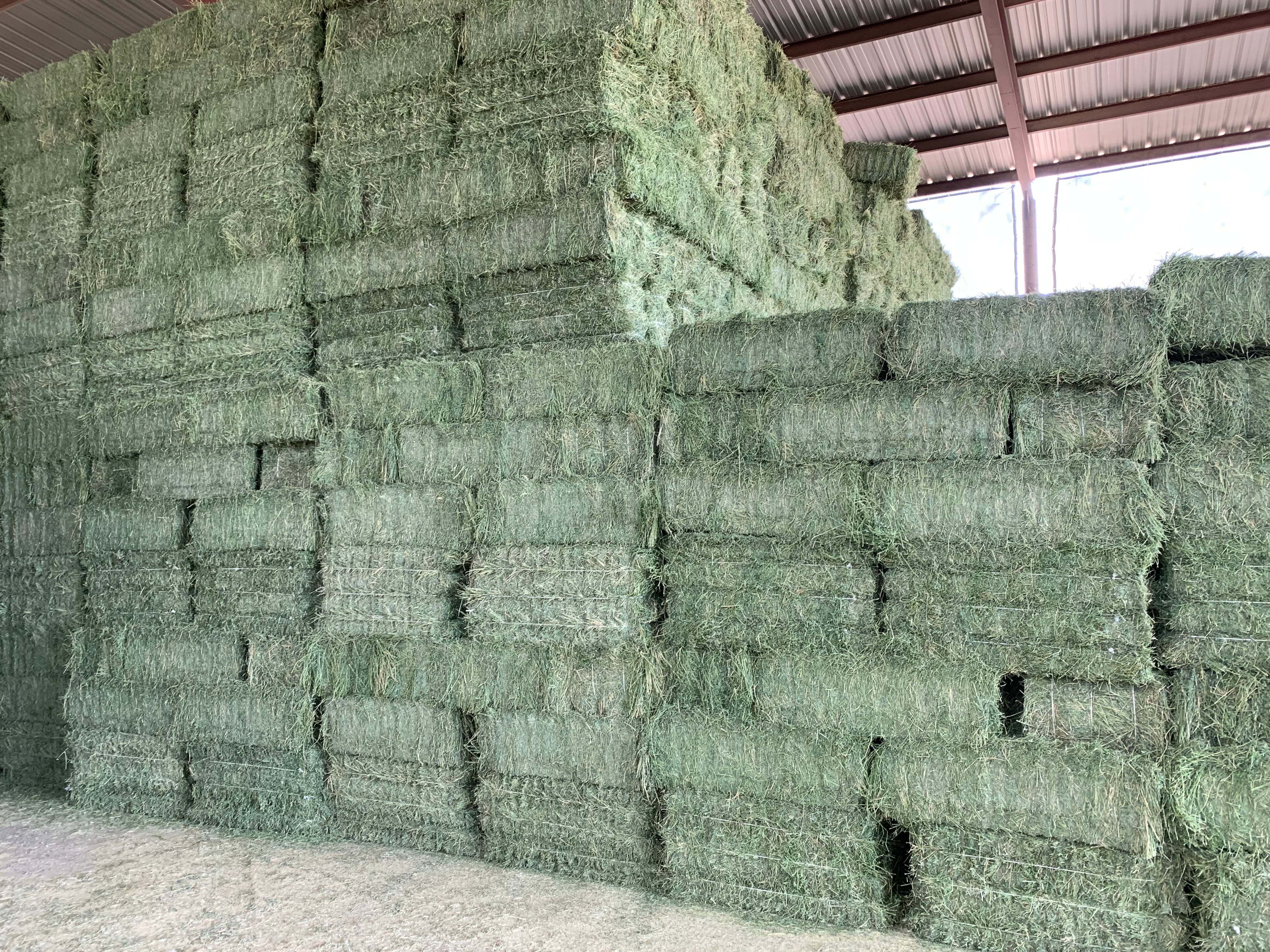 Lucerne Alfalfa Hay Alfalfa and Grass Hay Bulk Cattle Feed Sweet Feed Wholesale At Cheap Prices