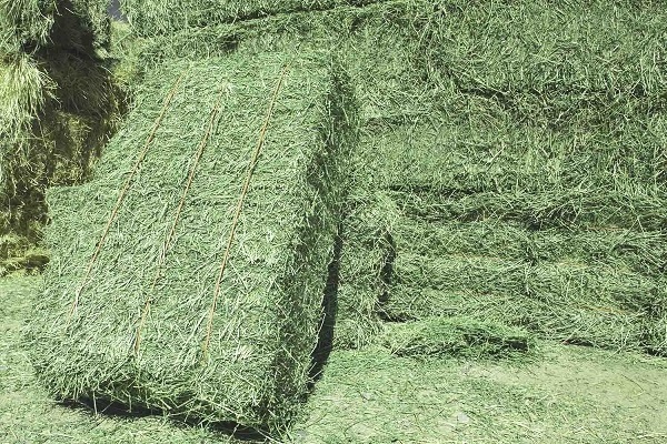 Lucerne Alfalfa Hay Alfalfa and Grass Hay Bulk Cattle Feed Sweet Feed Wholesale At Cheap Prices