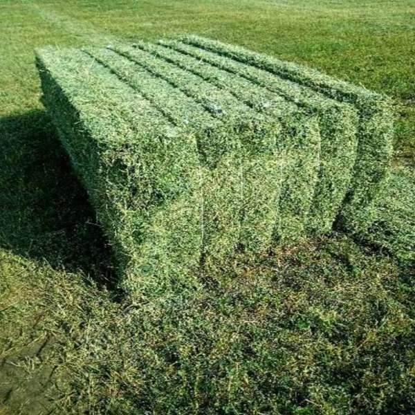 Lucerne Alfalfa Hay Alfalfa and Grass Hay Bulk Cattle Feed Sweet Feed Wholesale At Cheap Prices