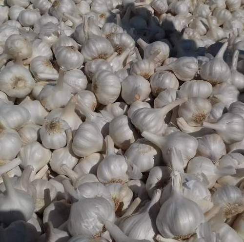 Natural Low Price Fresh garlic Wholesale Chinese garlic