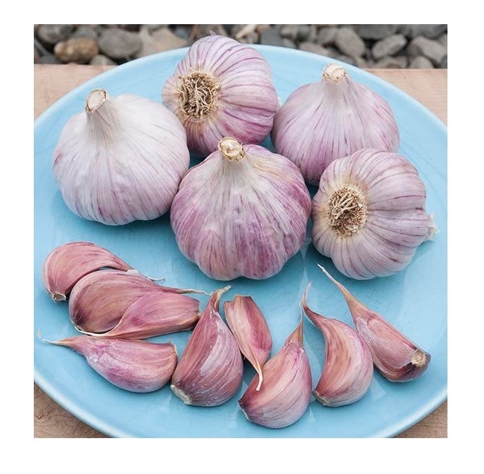 Fresh garlic Chinese China Fresh Normal red pealed Fresh Garlic