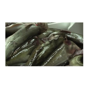 Fresh Atlantic cod Fish / Fillets Buy Online Wholesale Deal Manufacturer Bulk Stock Supplier