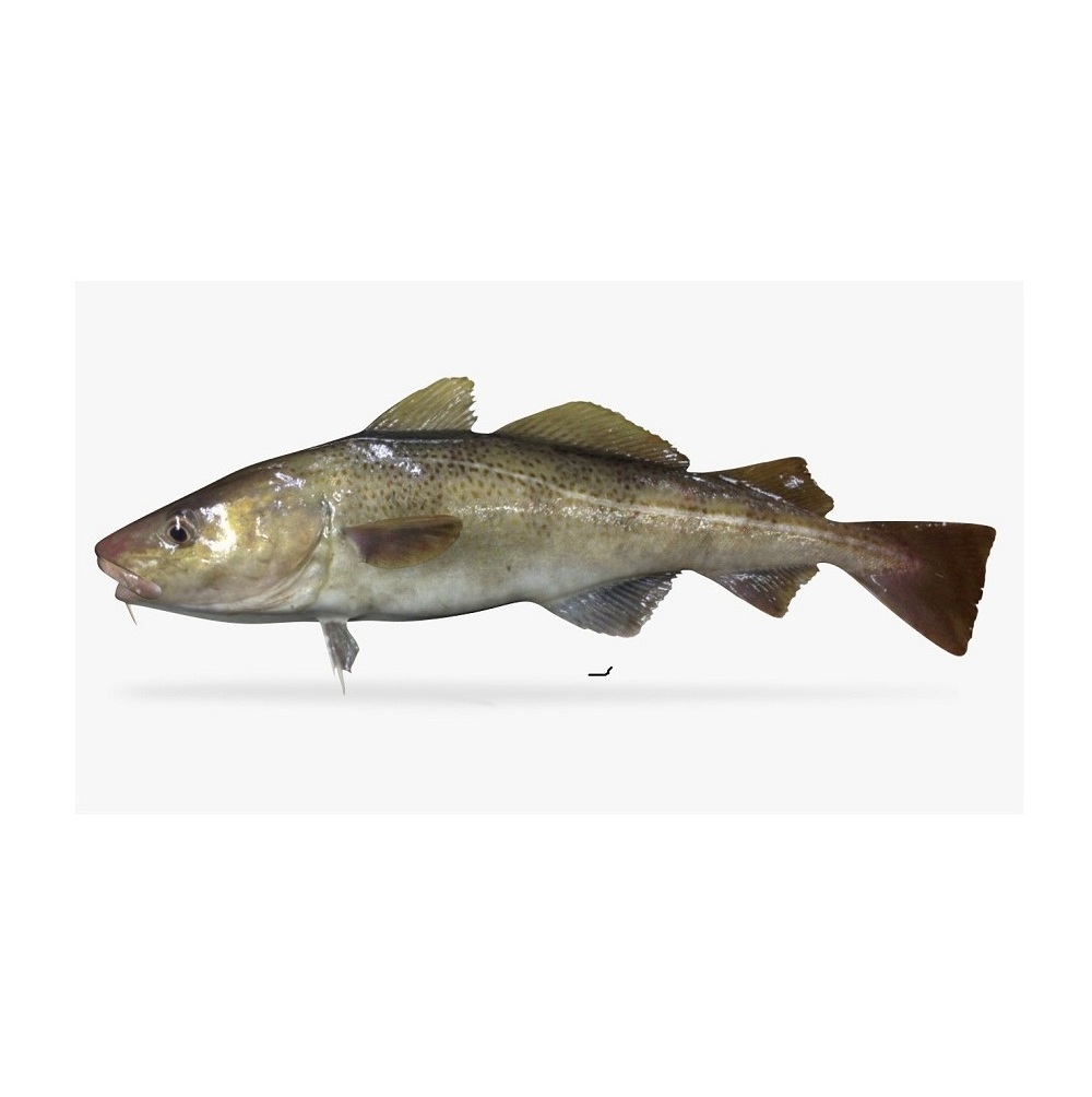 Fresh Atlantic cod Fish / Fillets Buy Online Wholesale Deal Manufacturer Bulk Stock Supplier