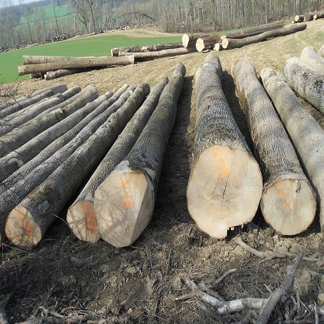 Hot sales eucalyptus timber round logs, Pin spruce oak logs / timber for sale