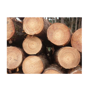 High Quality Wholesale Custom Teak Wood Logs Pine