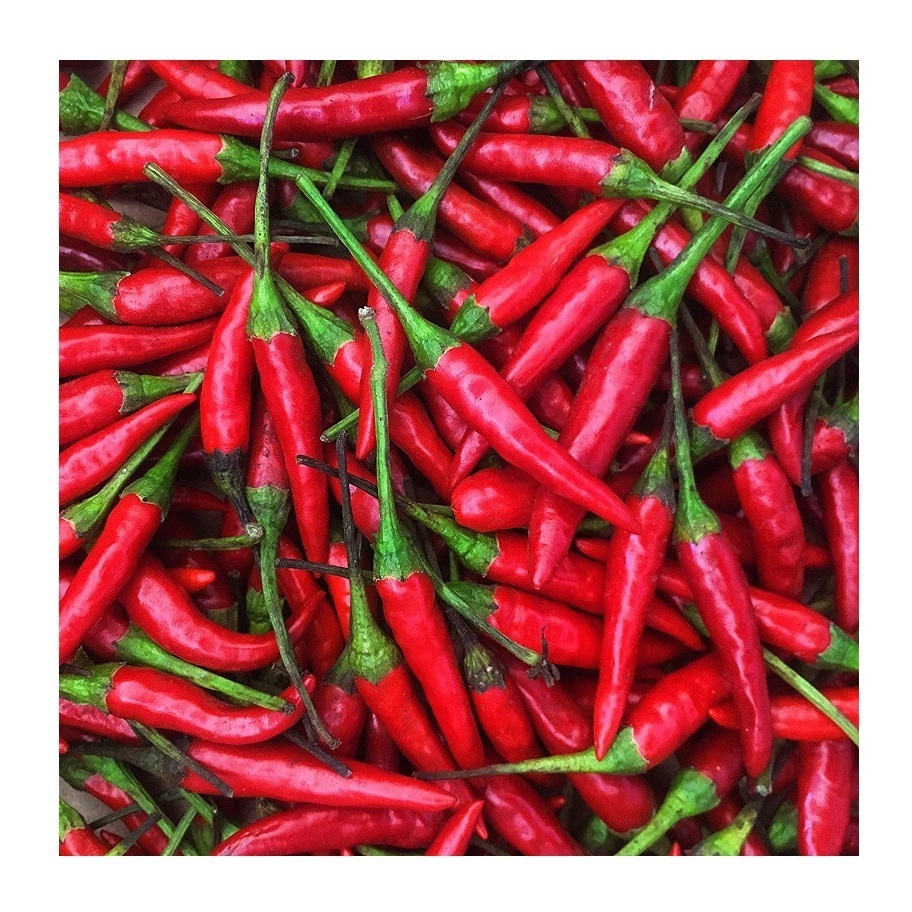 High Quality Supplier Low Price Hot Pepper Cayenne Pepper Red Chilli Dried Red Pepper For Chinese Food