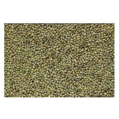 Hot Selling Price Of Canadian Whole Green Lentils Dry Organic Green Lentils In Bulk Quantity