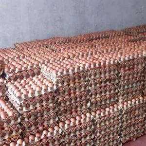 Ready To Ship bulk quantity table eggs for sale