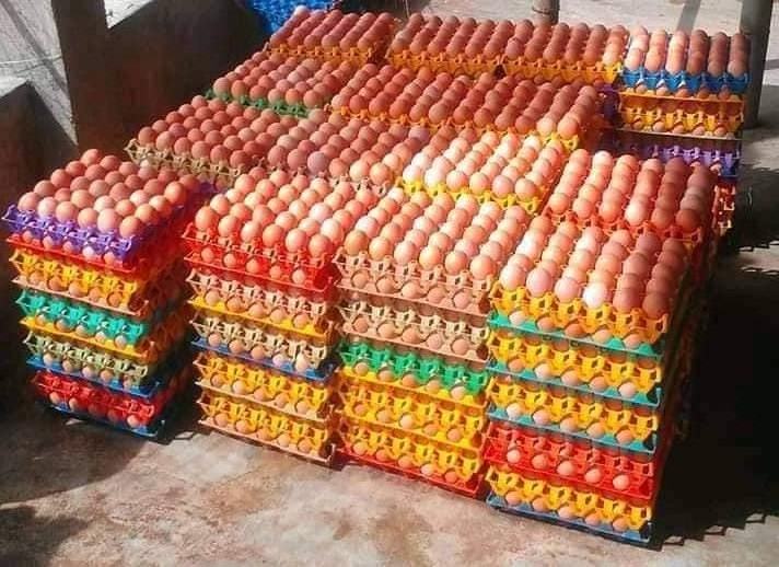 Ready To Ship bulk quantity table eggs for sale