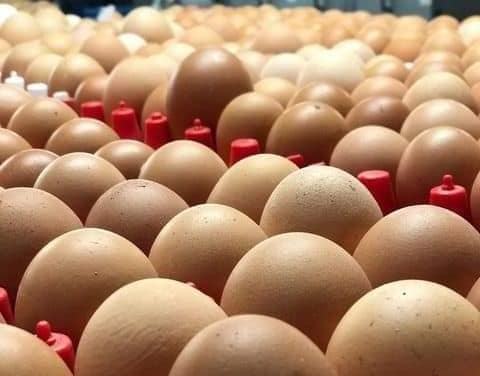 Ready To Ship bulk quantity table eggs for sale